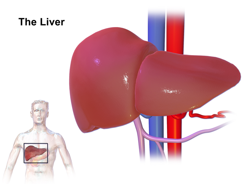 Natural full body detox - liver