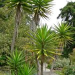 Potted Yucca Plants - How To Care For A Yucca Houseplant