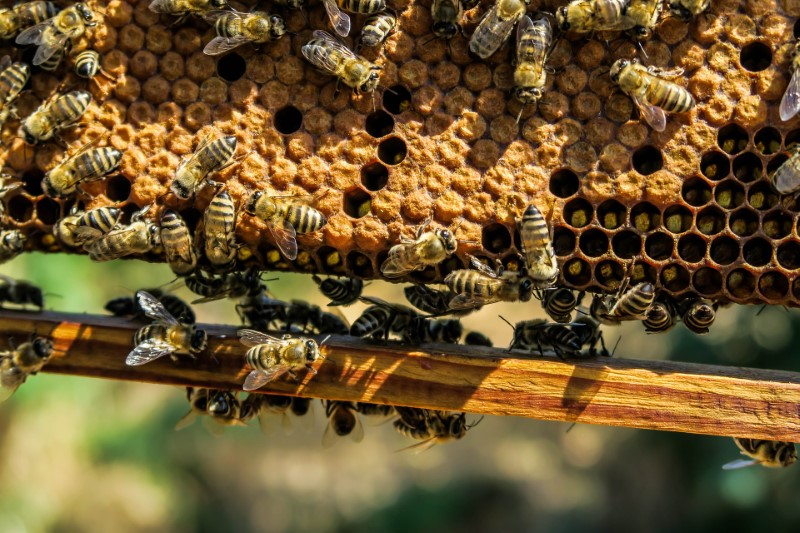 Bees monitoring - brood pattern