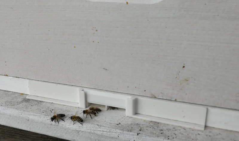 bee corridor