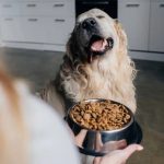 dog food