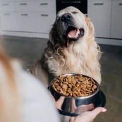 dog food