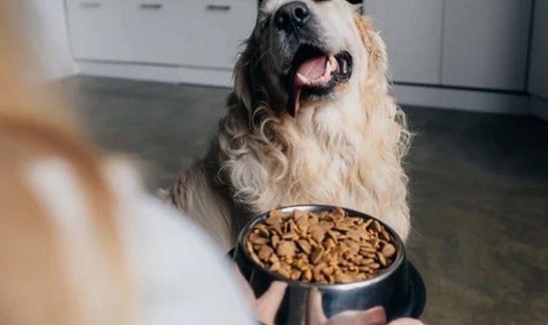 dog food