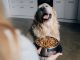 The Great Dog Food Dilemma