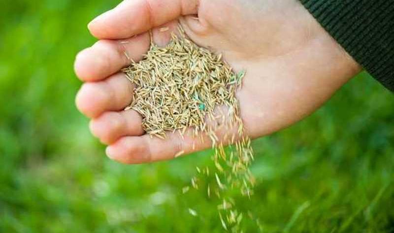 grass seed