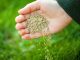 The Essential Guide To Sowing Grass Seed