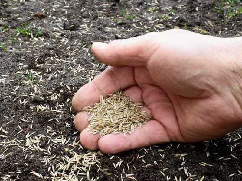 grass seed
